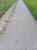 Foto: Elsterradweg 
